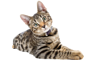 Котам